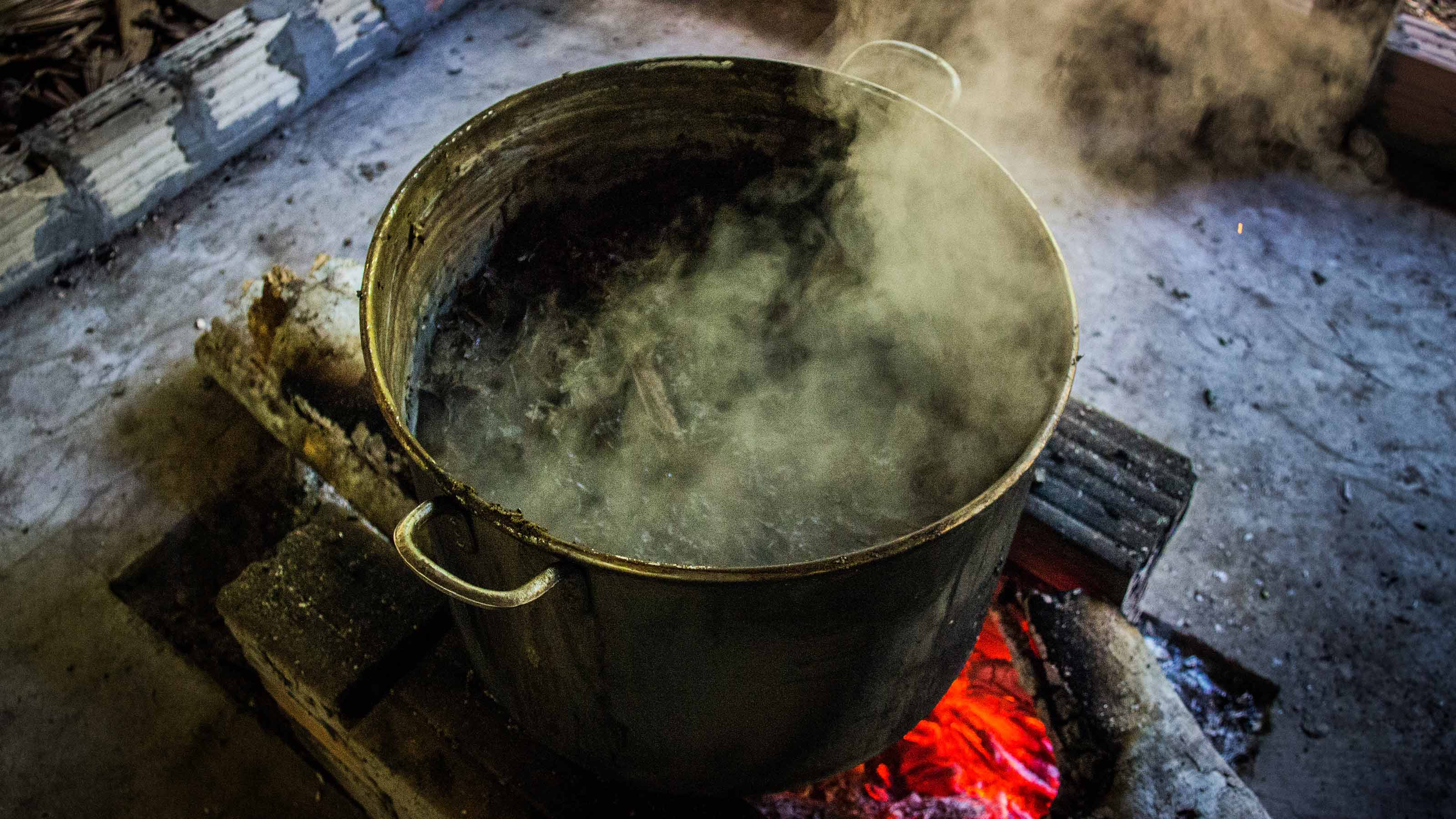 ayahuasca experience