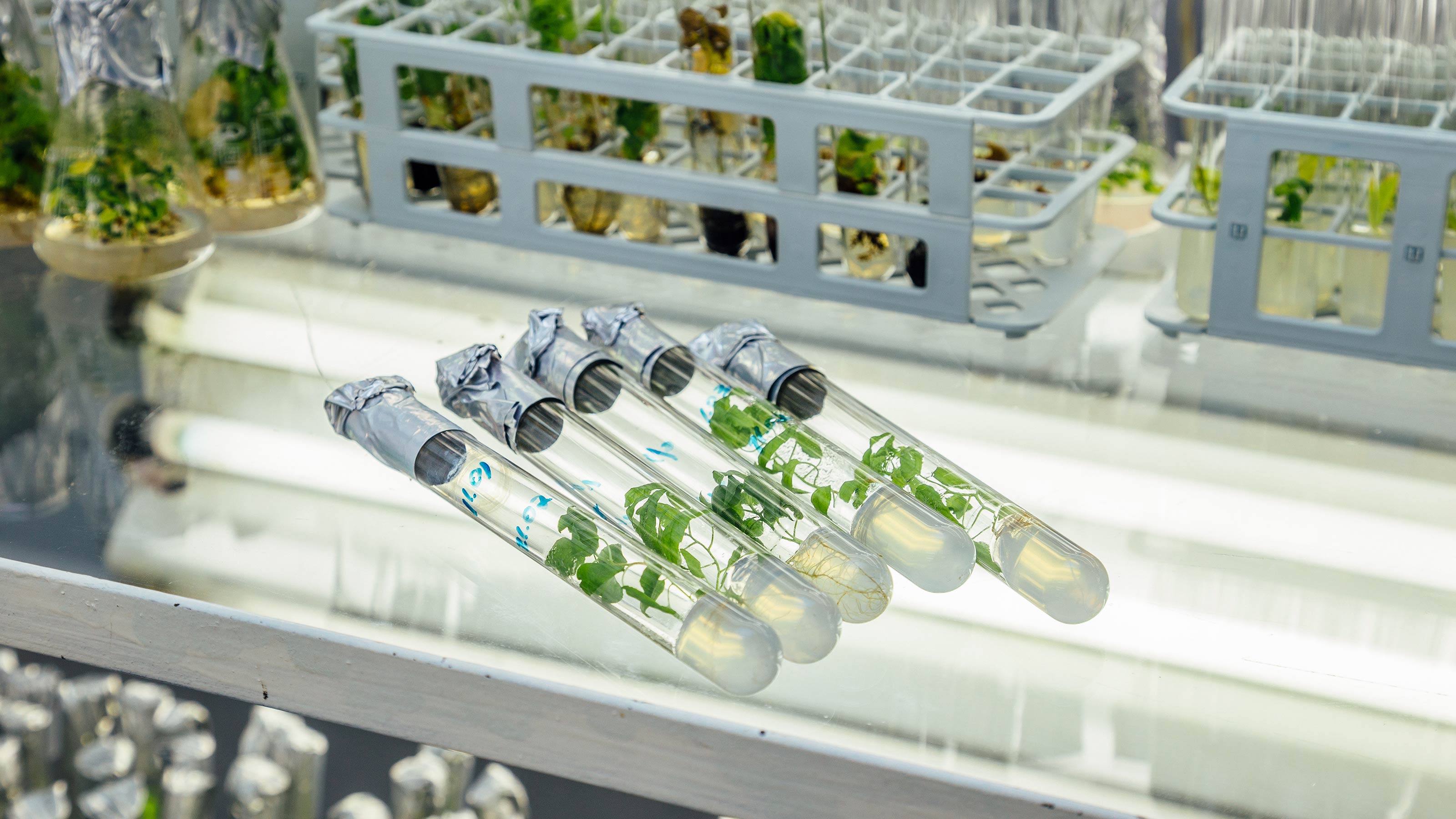 genetically modified trees