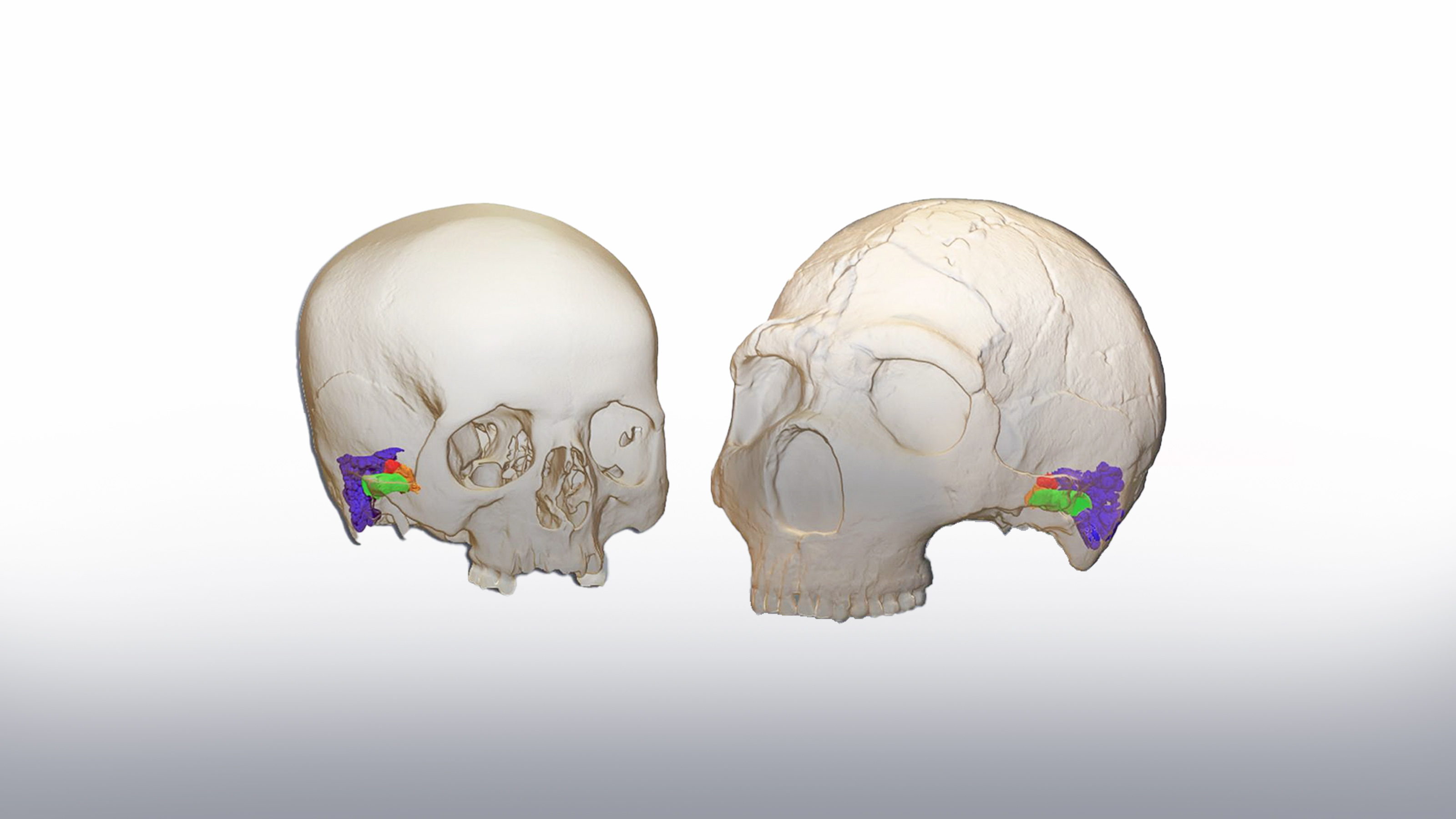 neanderthal communication