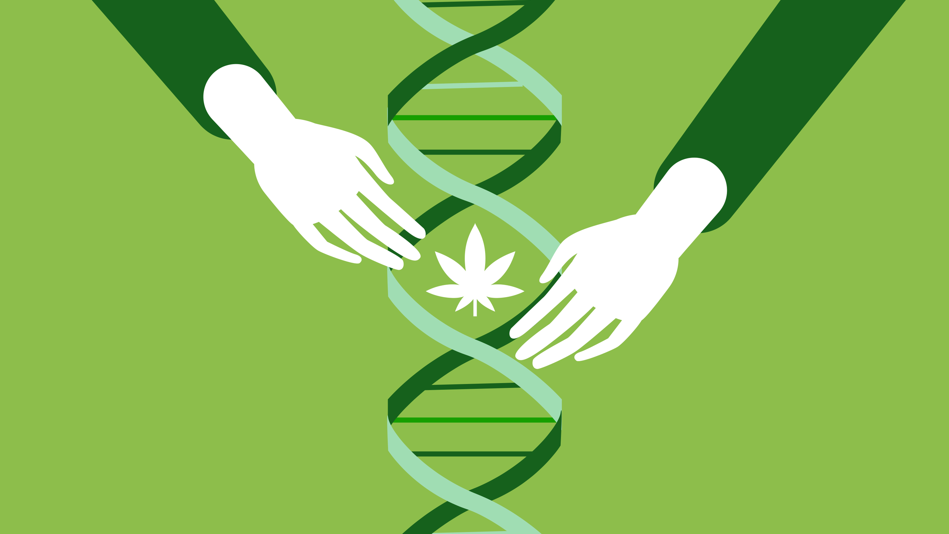 medicinal cannabis research
