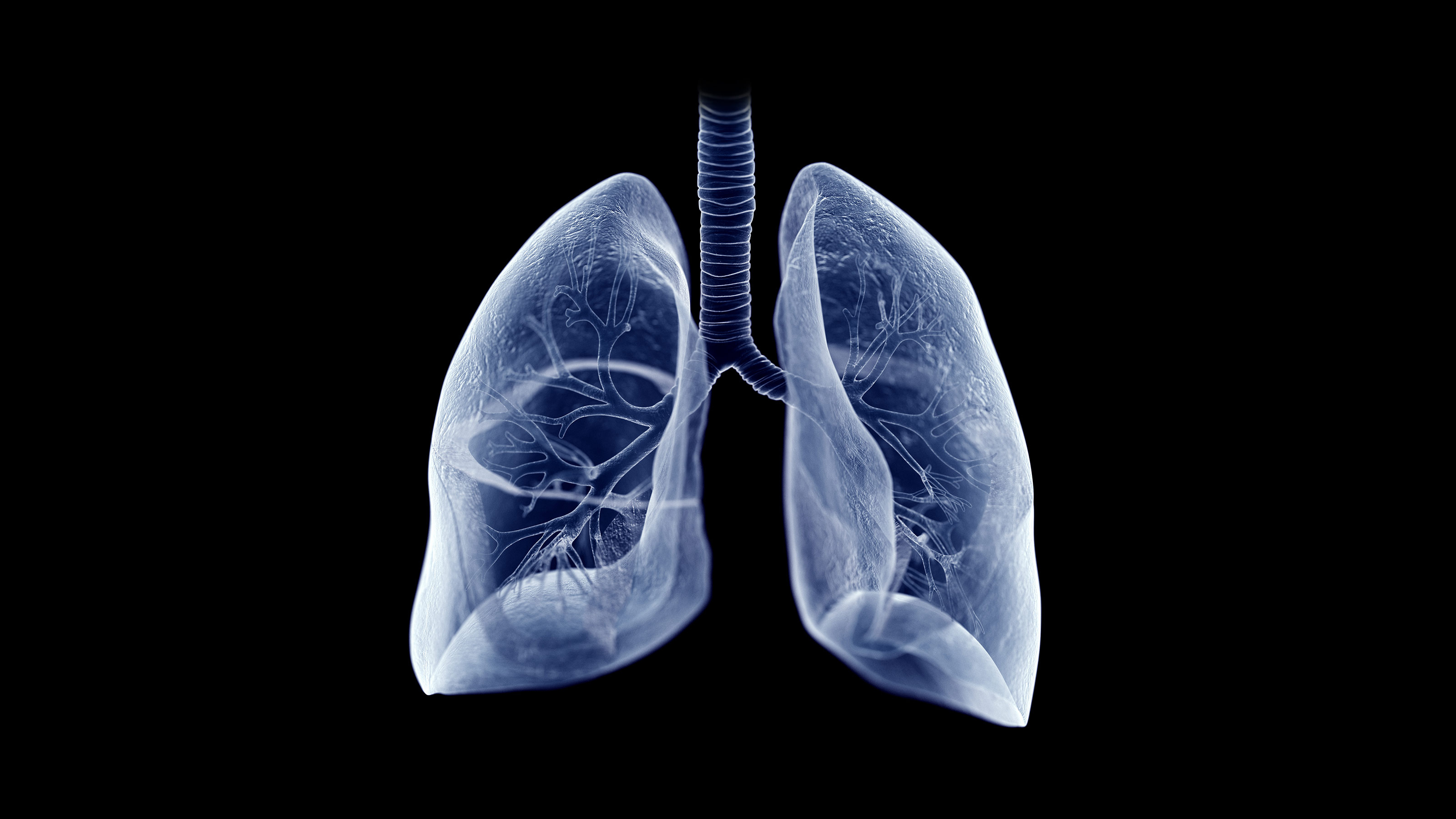 pig organ transplant