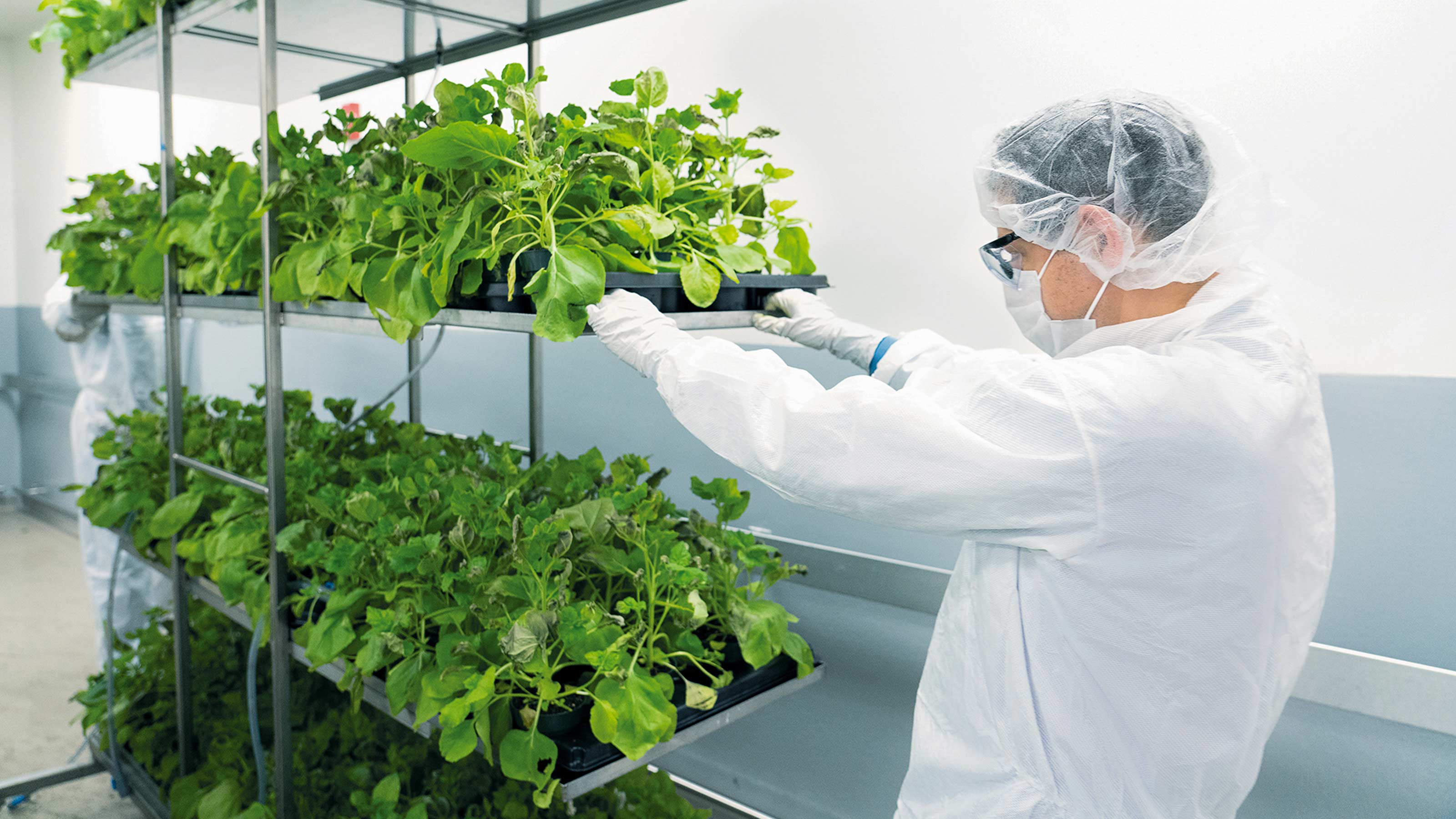 plant based covid vaccine