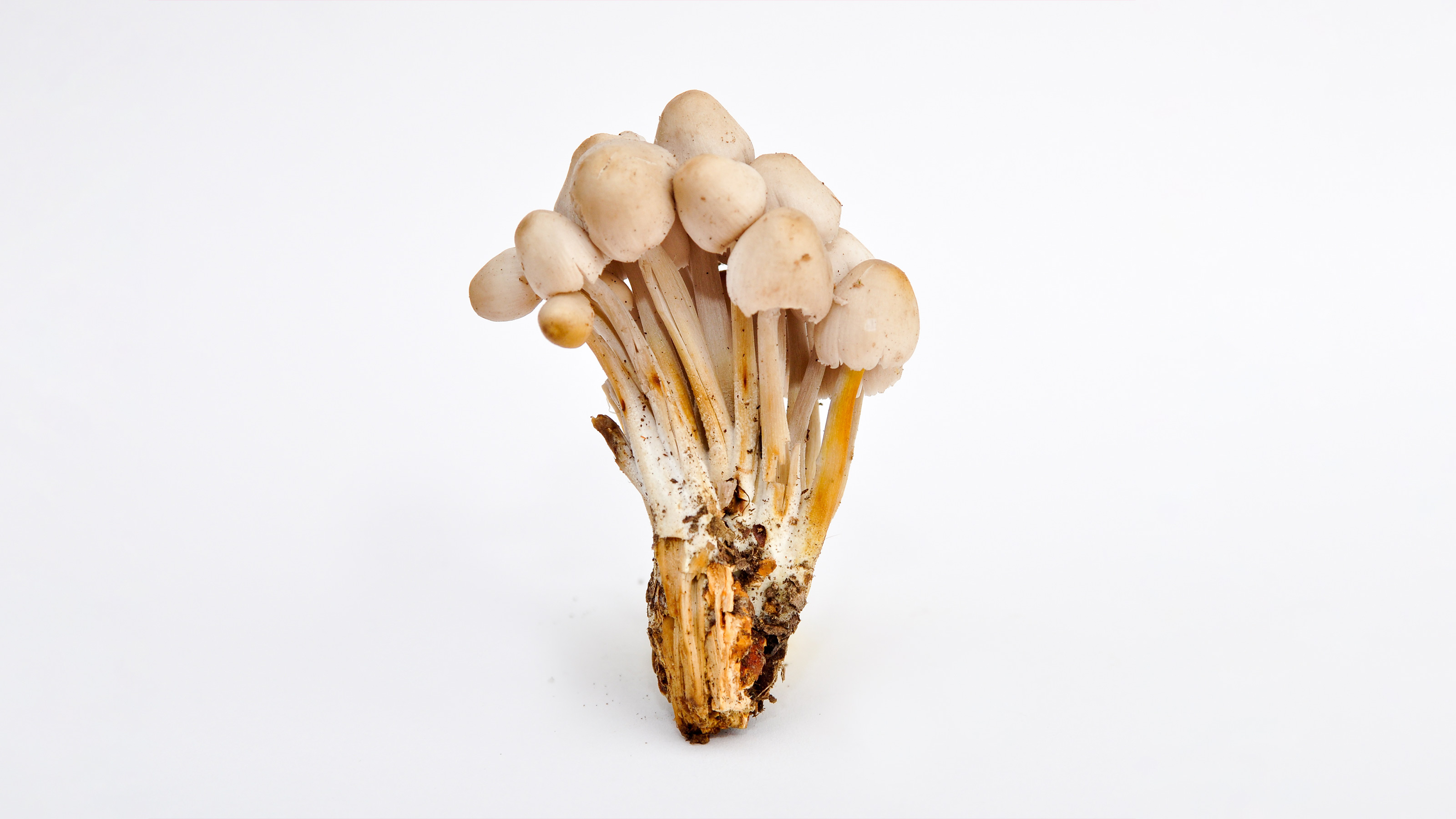Psilocybin Therapy