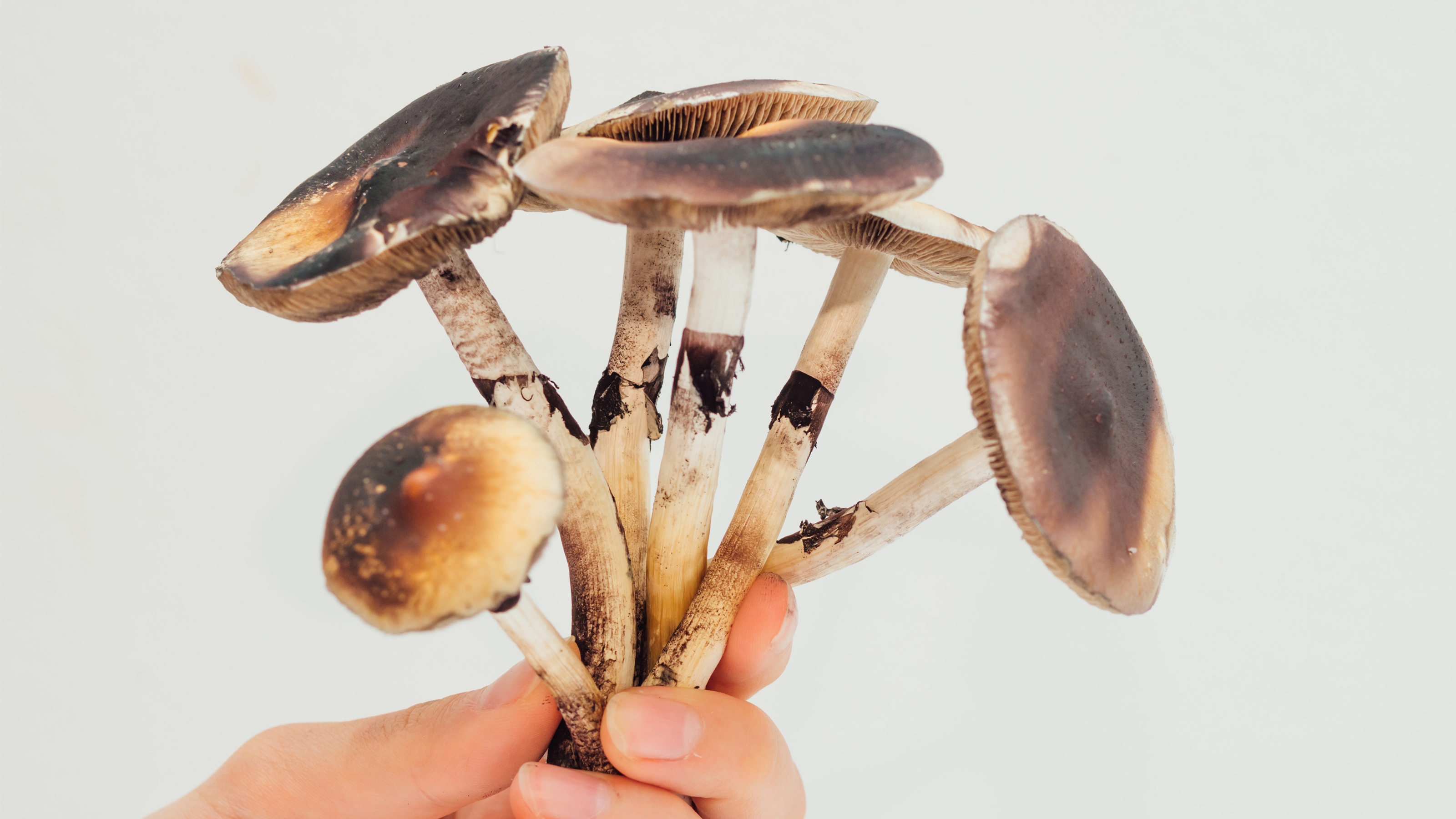psilocybin