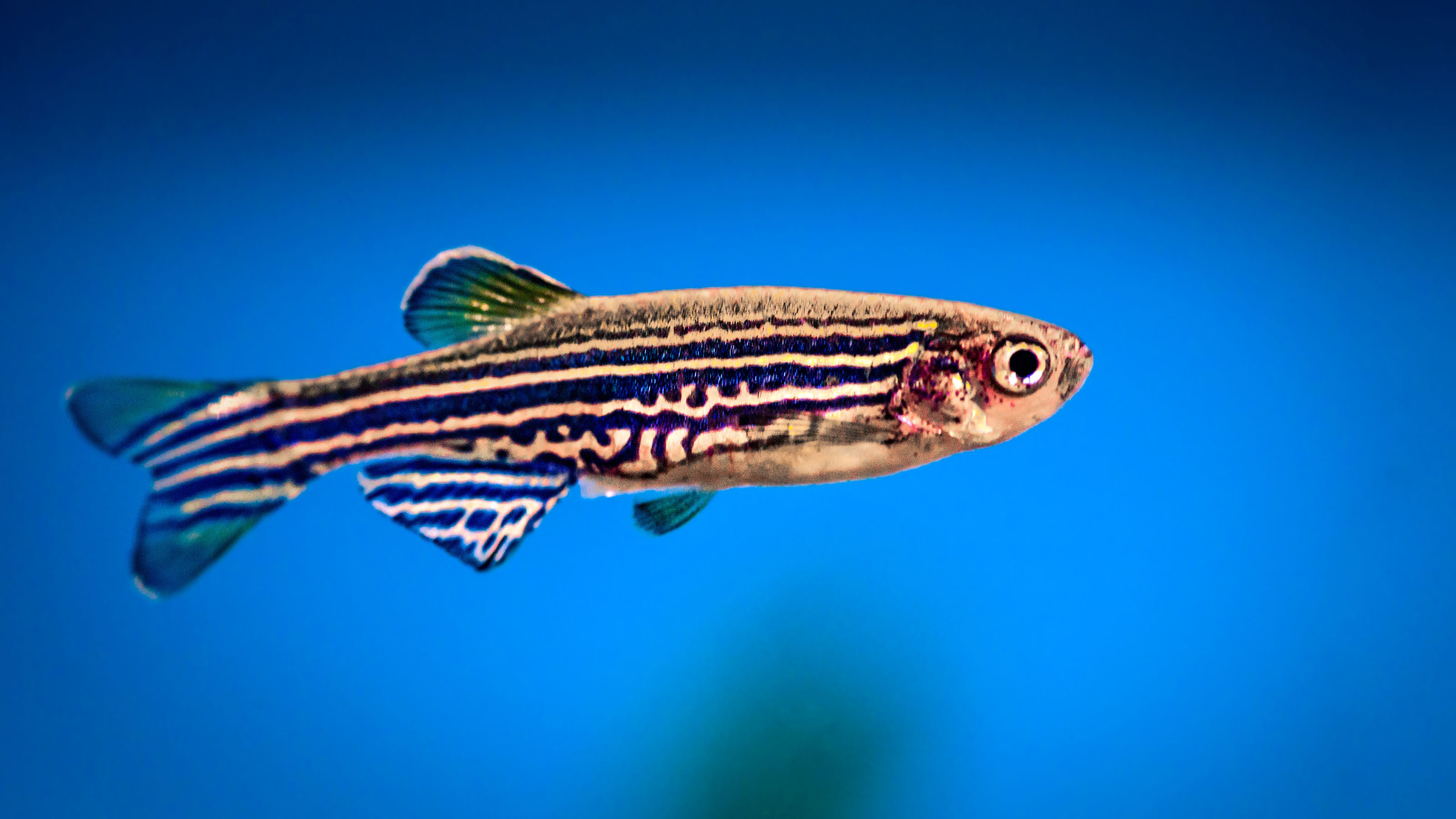 zebrafish  Infertility Treatments
