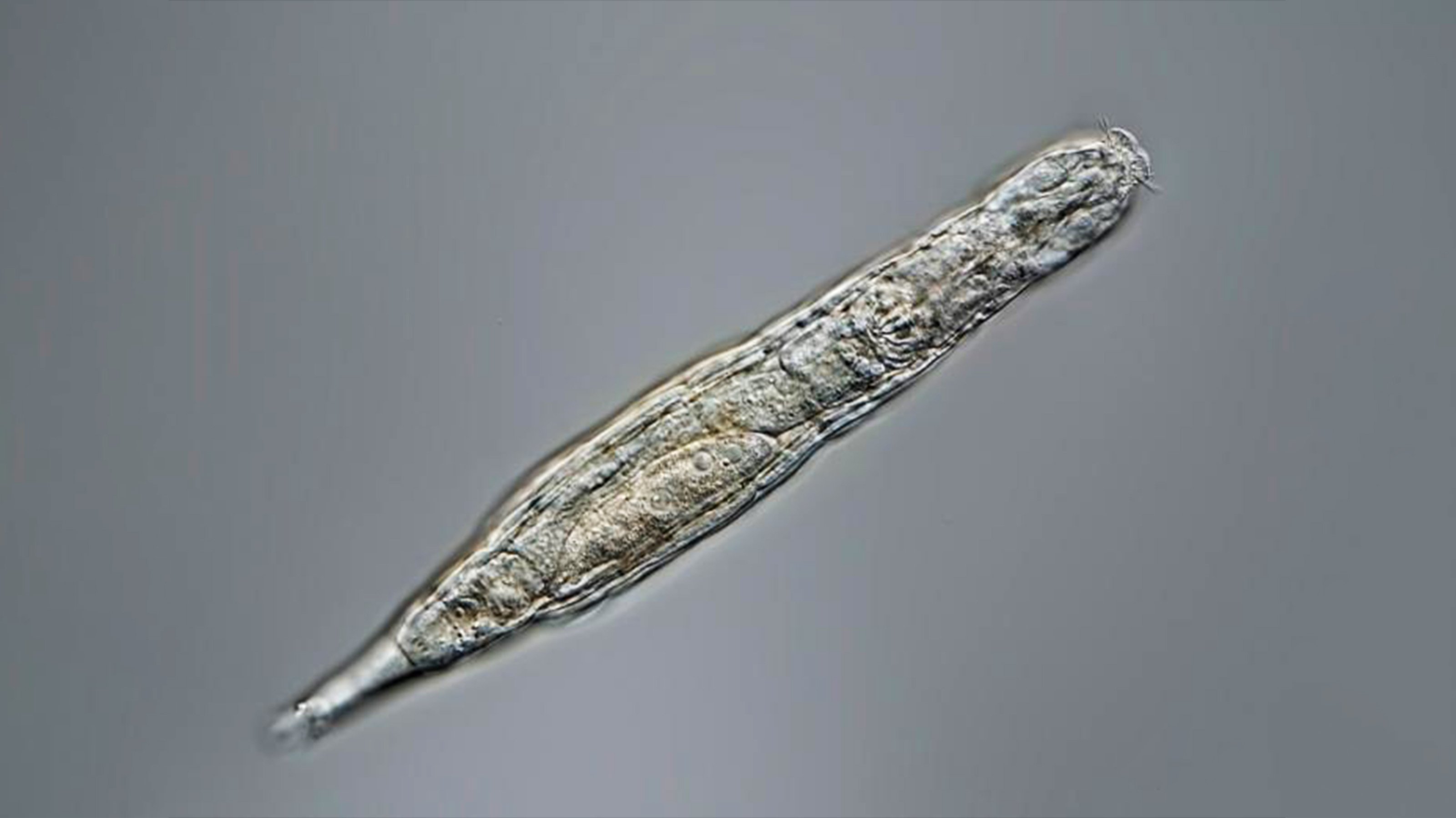 cryptobiosis rotifers