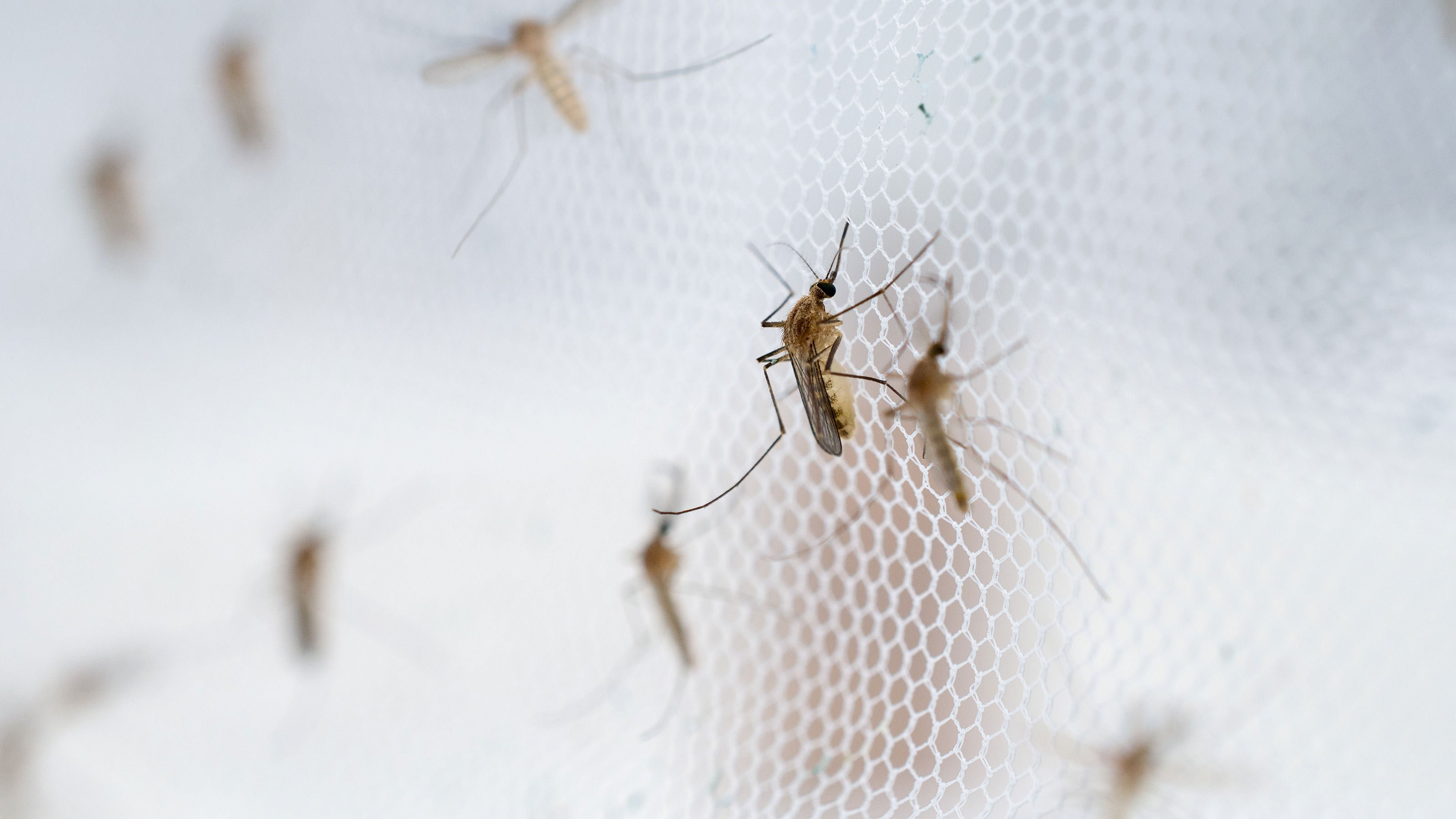 genetically modified mosquitoes
