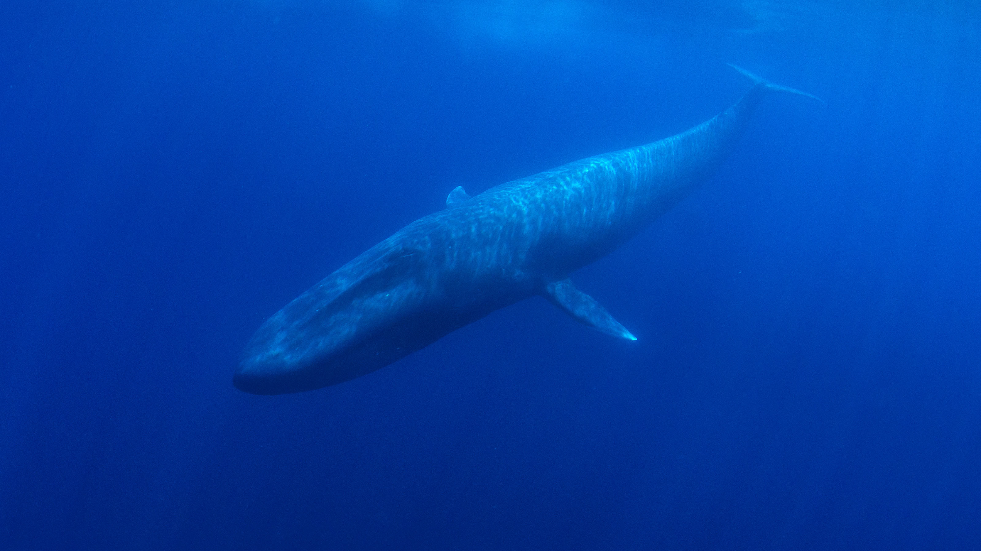 pygmy blue whales