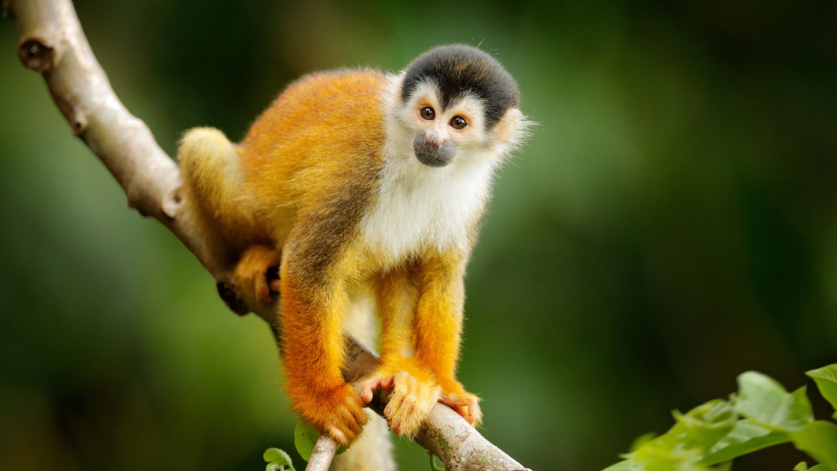 alzheimer's treatment