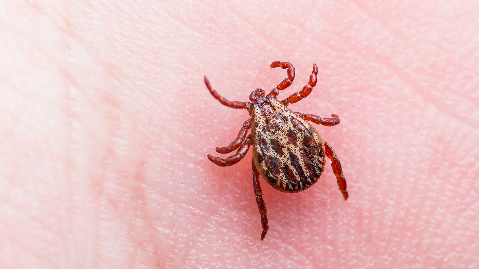 Lyme disease vaccine