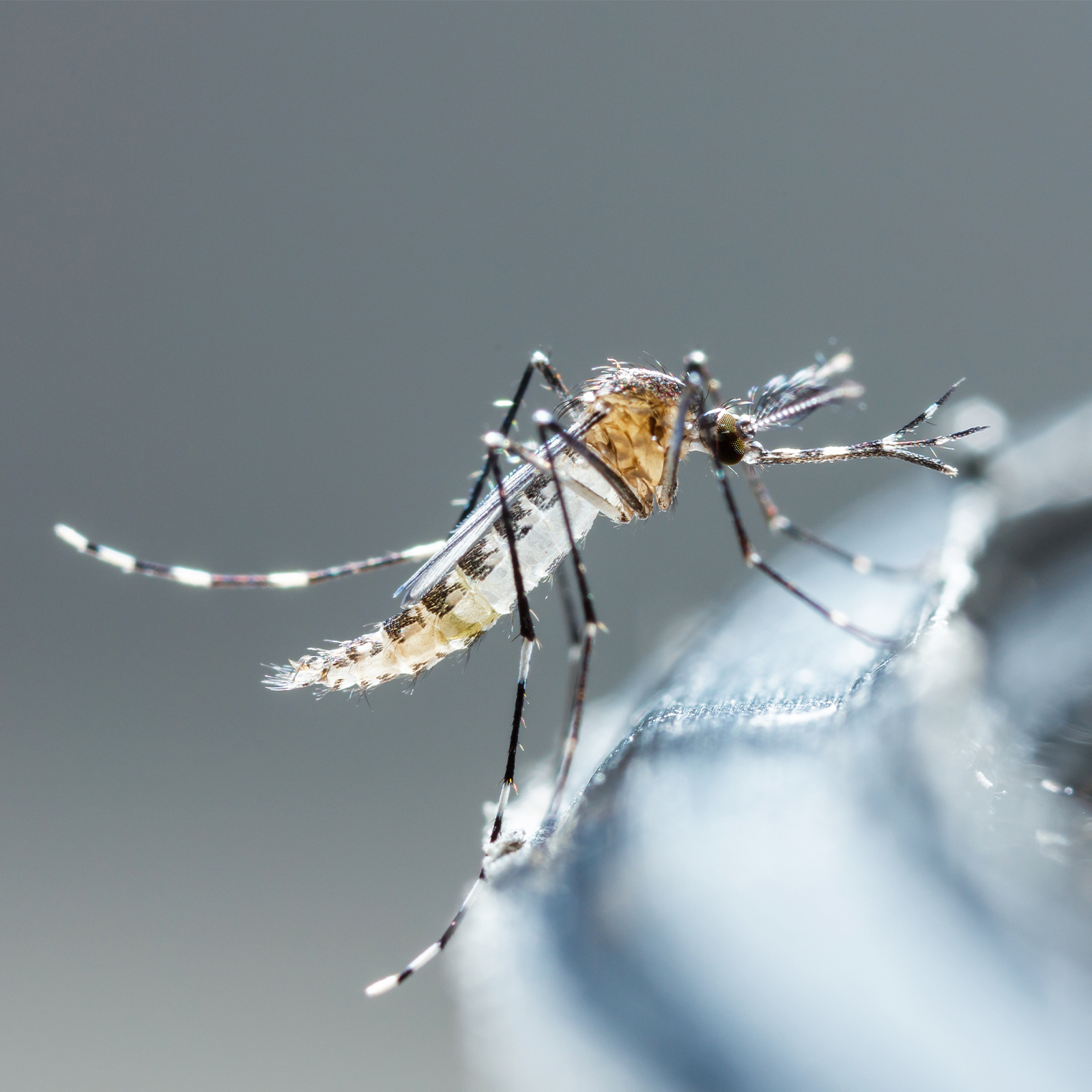 malaria-free world