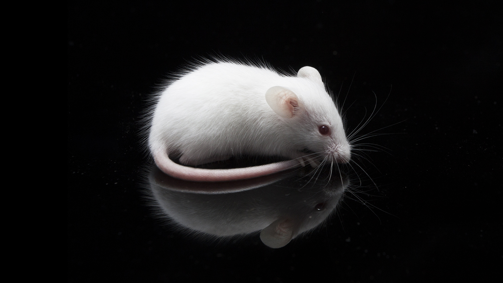 mrna cancer treatment