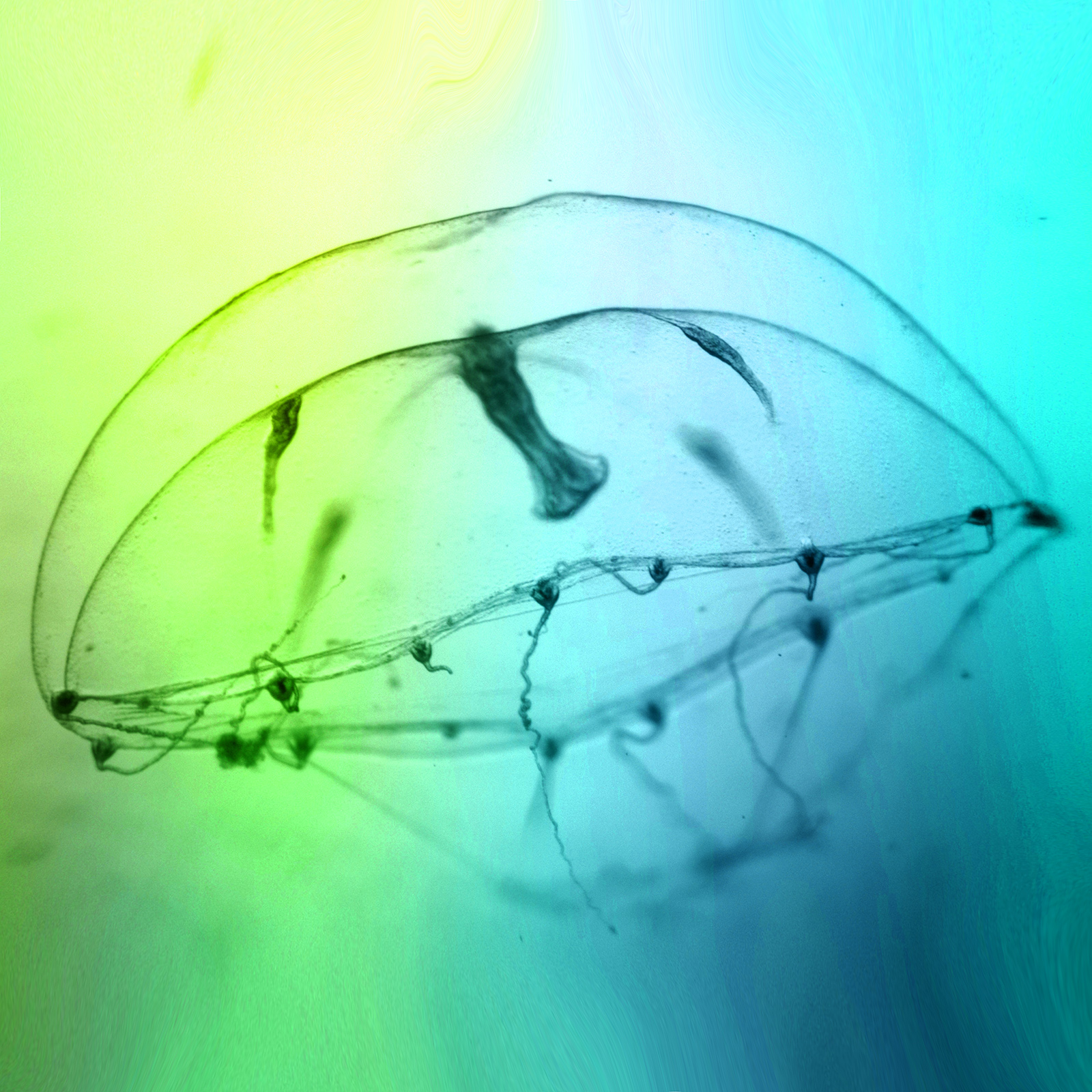 jellyfish nervous system