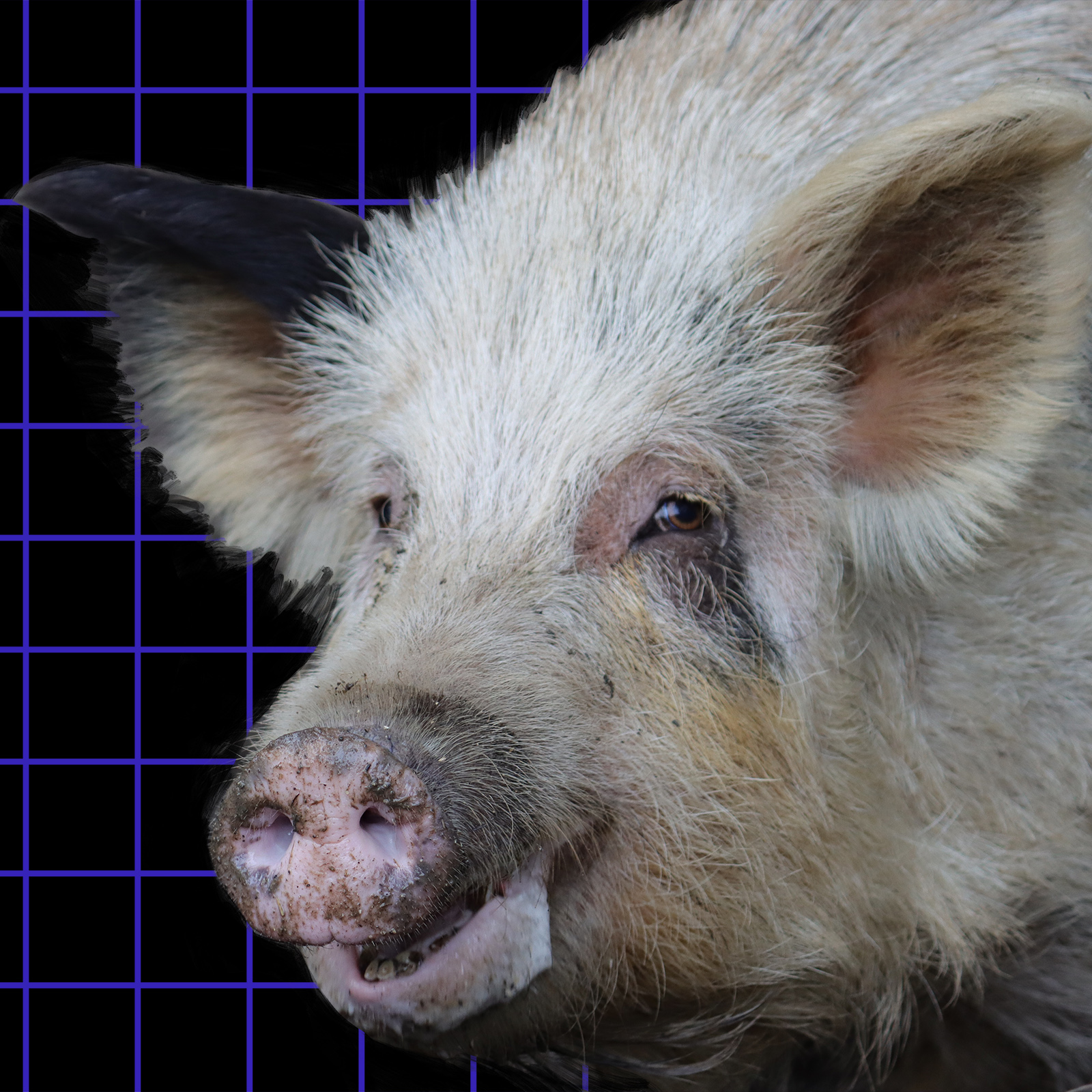 animal organs transplantation