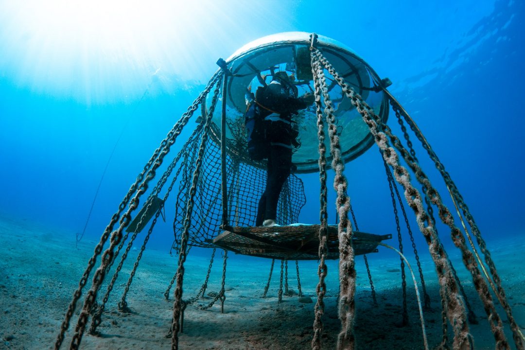 underwater garden