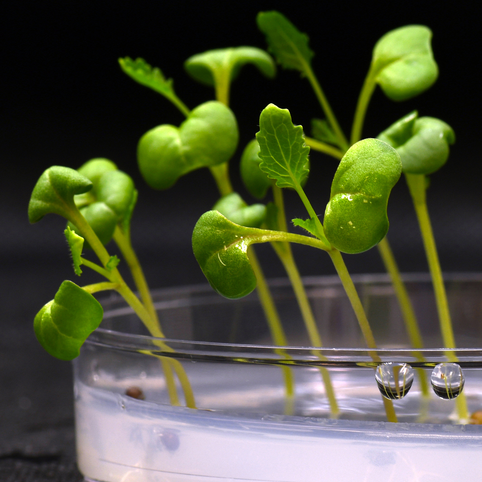 artificial photosynthesis darkness
