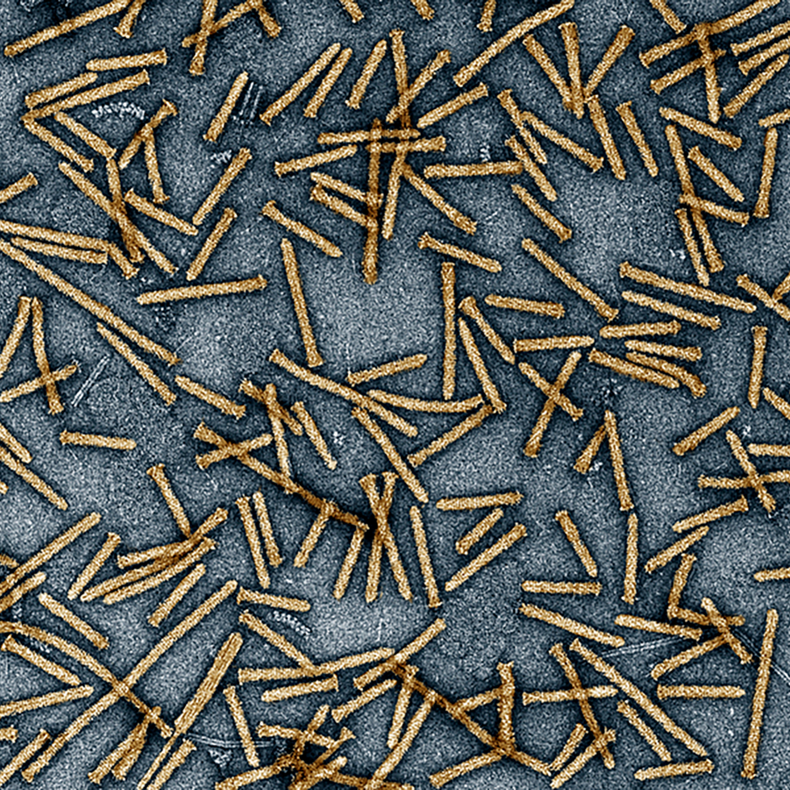 dozens of rod-like yellow structures on a blue background