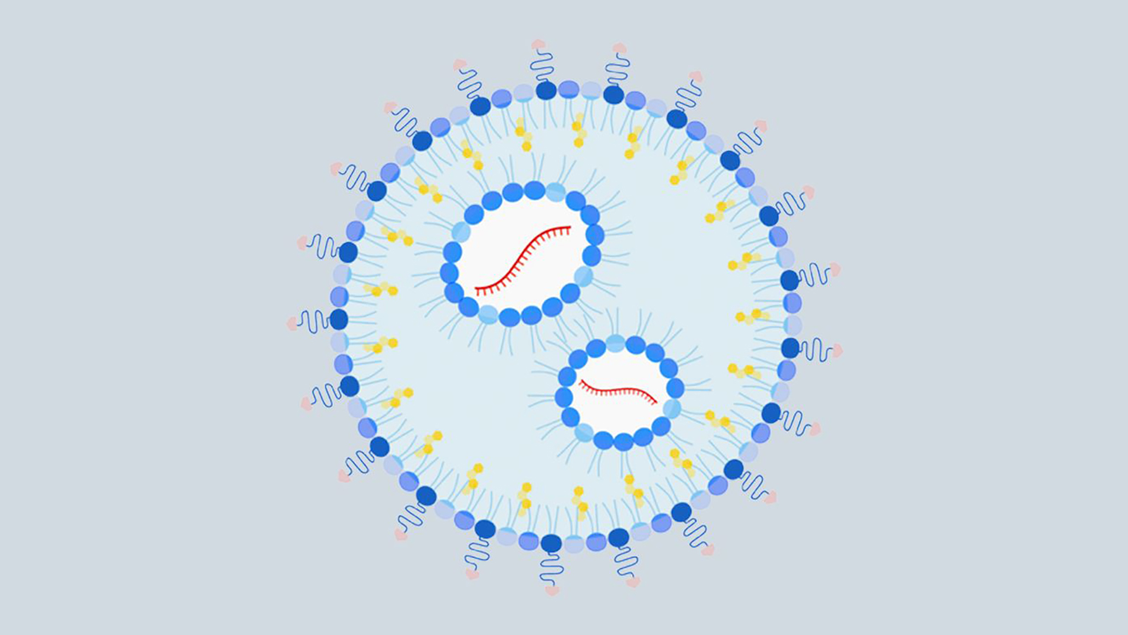 a diagram of the nanoparticle containing mrna
