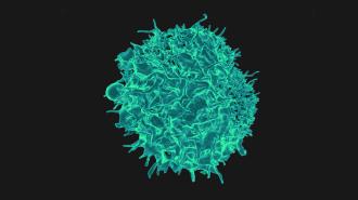 Colorized scanning electron micrograph of a T lymphocyte