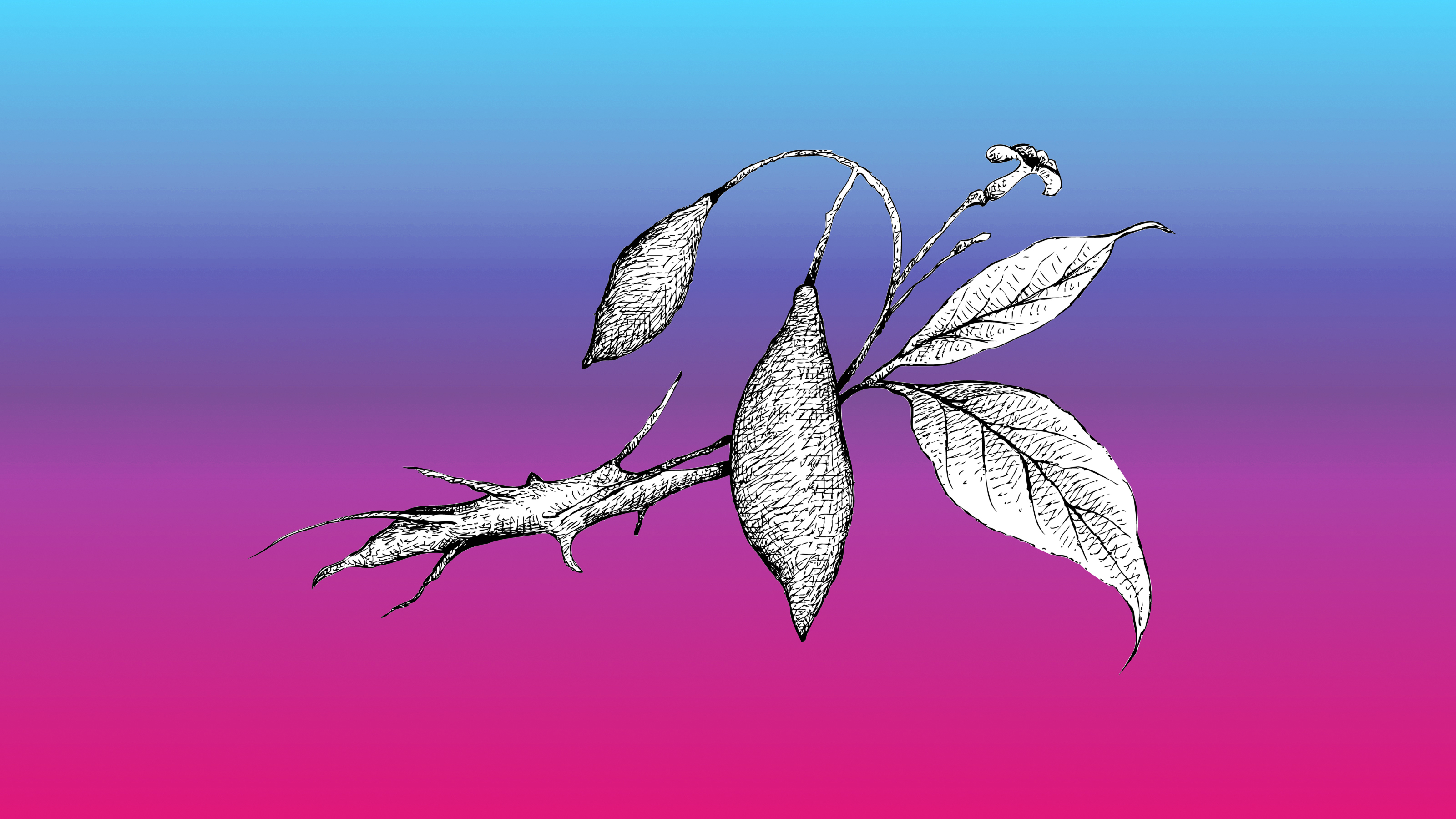 an illustration of the ibogaine plant