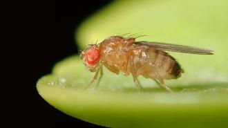 a fly sits on top of a green leaf.