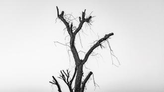 a black and white photo of a dead tree.