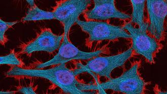 A cell with blue and red cells on a black background.