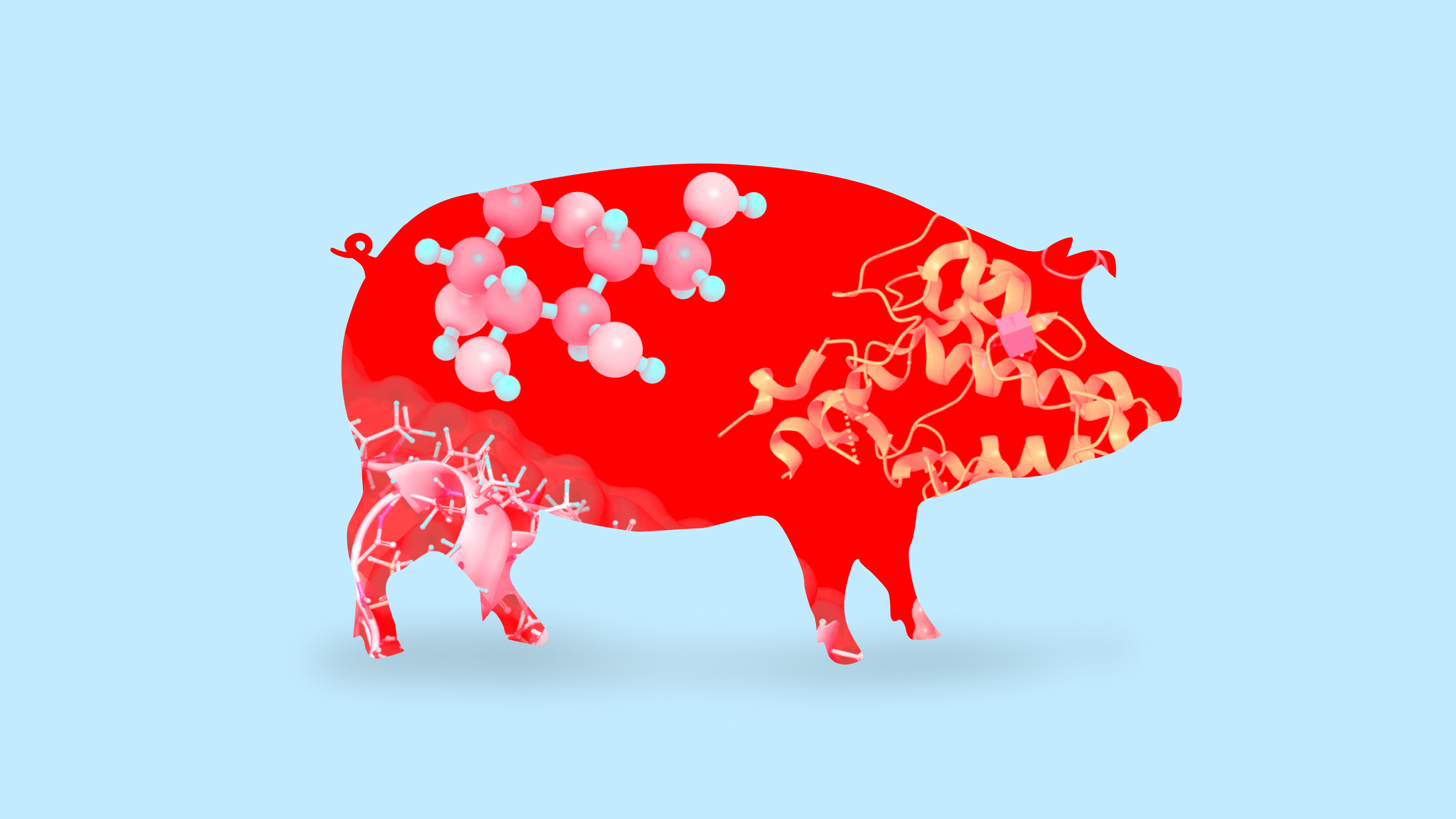 A red pig on a blue background trying to lose weight.