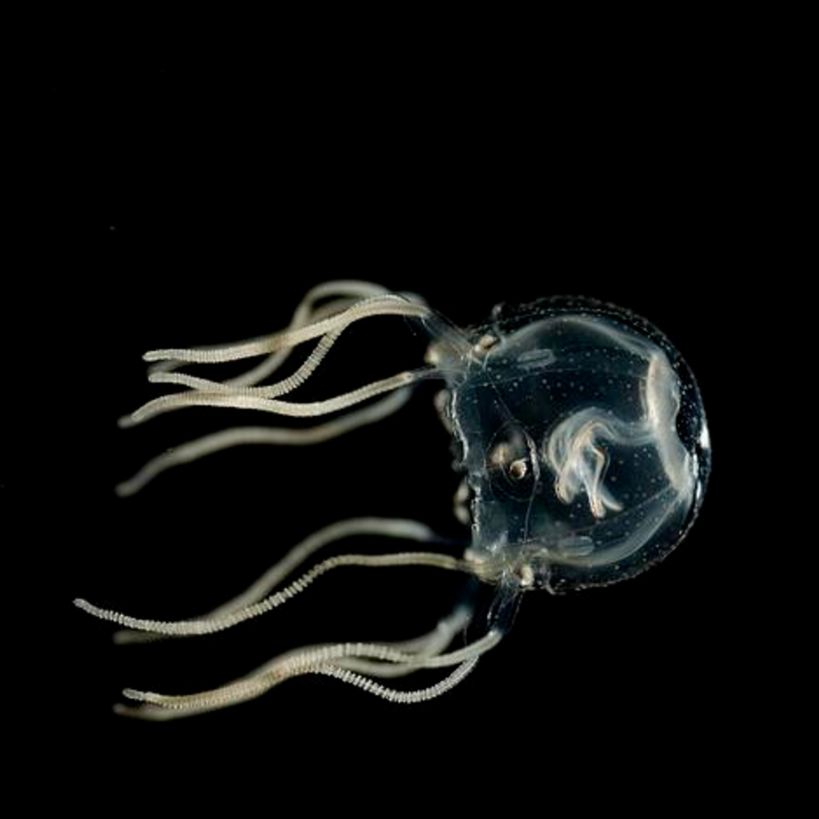 A Caribbean box jellyfish against a black background.