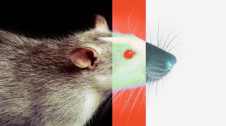 A gray rat with a red eye.