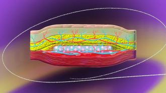 An image of a human skin tissue.