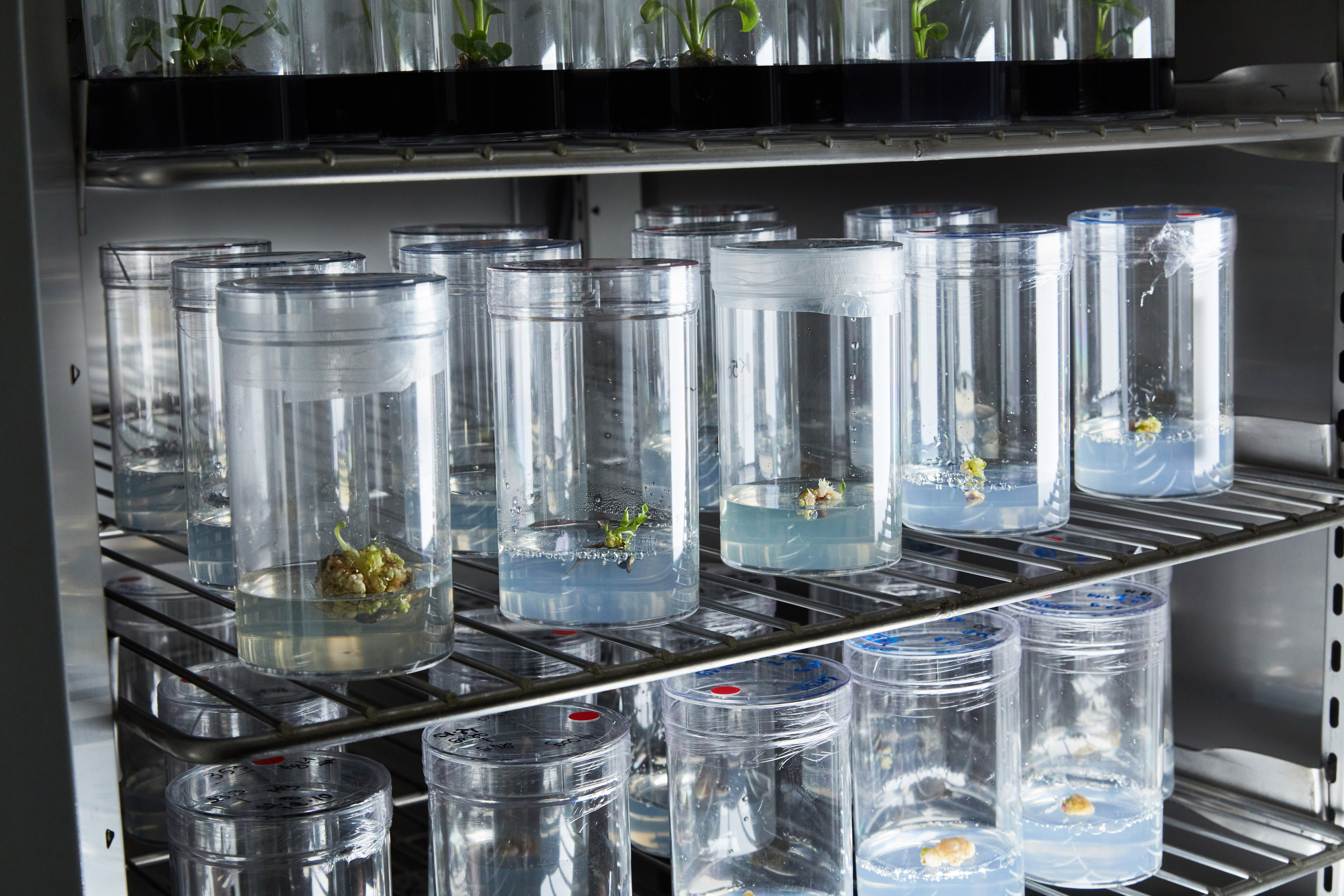 A rack full of glass containers with plants in them.