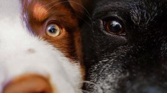 a close up image of two dogs' faces, side by side. The dog on the right appears older.