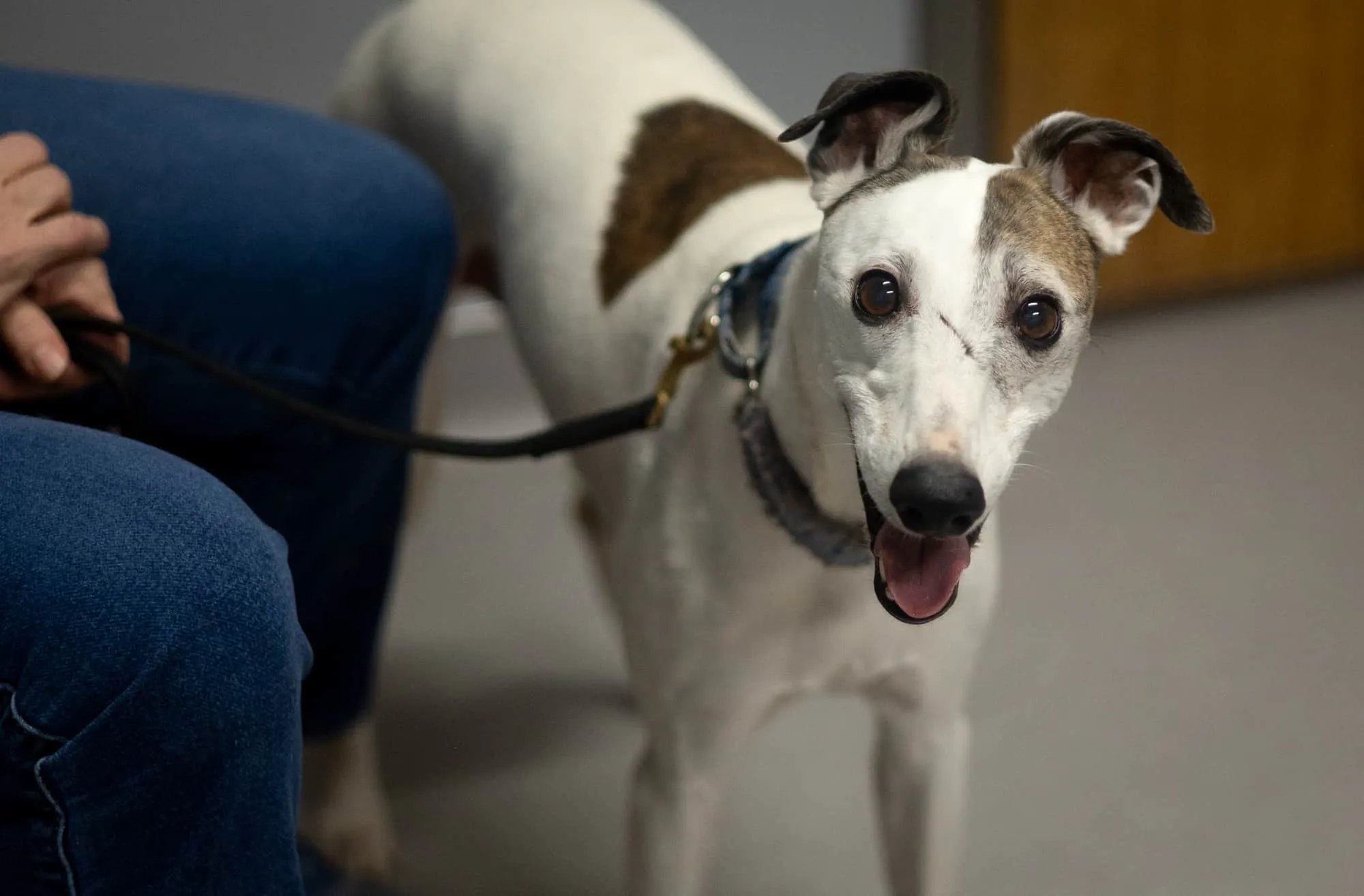 A white and brown senior dog on a leash. He appears to be a good boy.