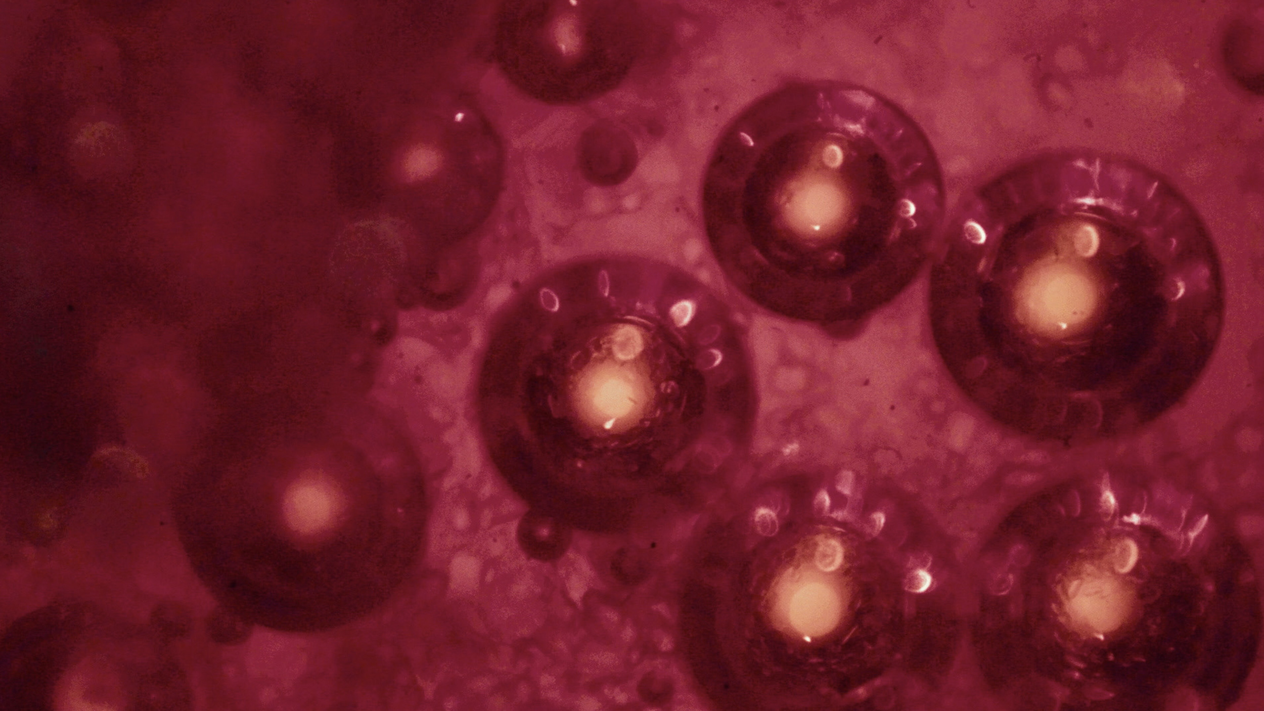A close up of a red blood cell, highlighting its structure and shape.