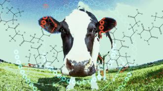 A digitally altered image of a cow with graphic illustrations representing chemistry and data overlaying a pastoral scene.