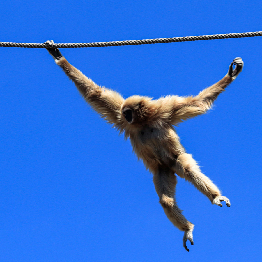 A tailless primate swinging on a rope.