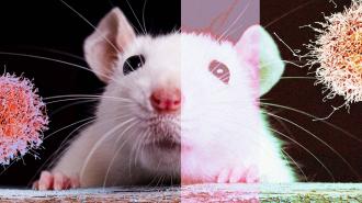 Close-up split-image of a mouse with one half in natural color and the other half in a pink hue