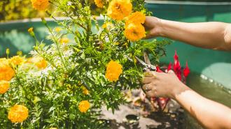 A person cutting yellow flowers in a garden affected by water pollution.