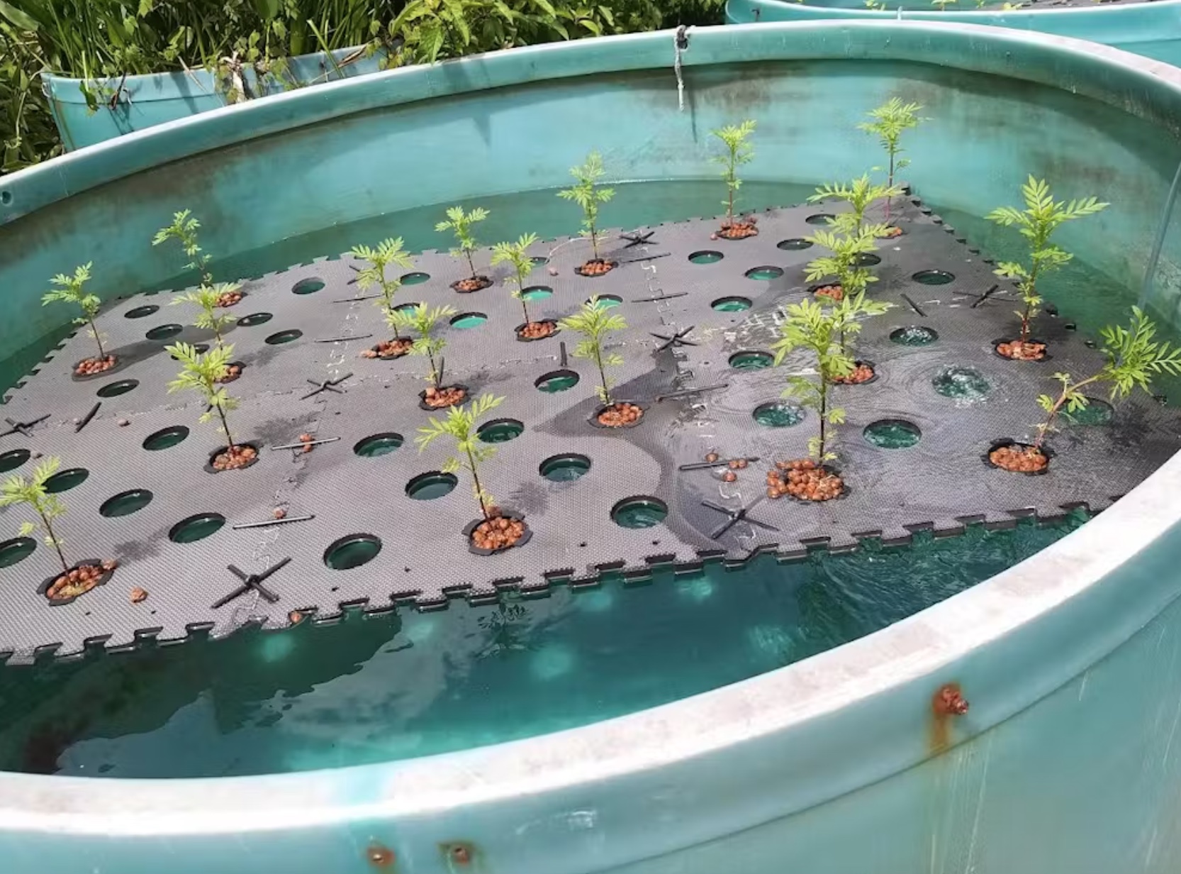 Plants growing in a pot in a pond.