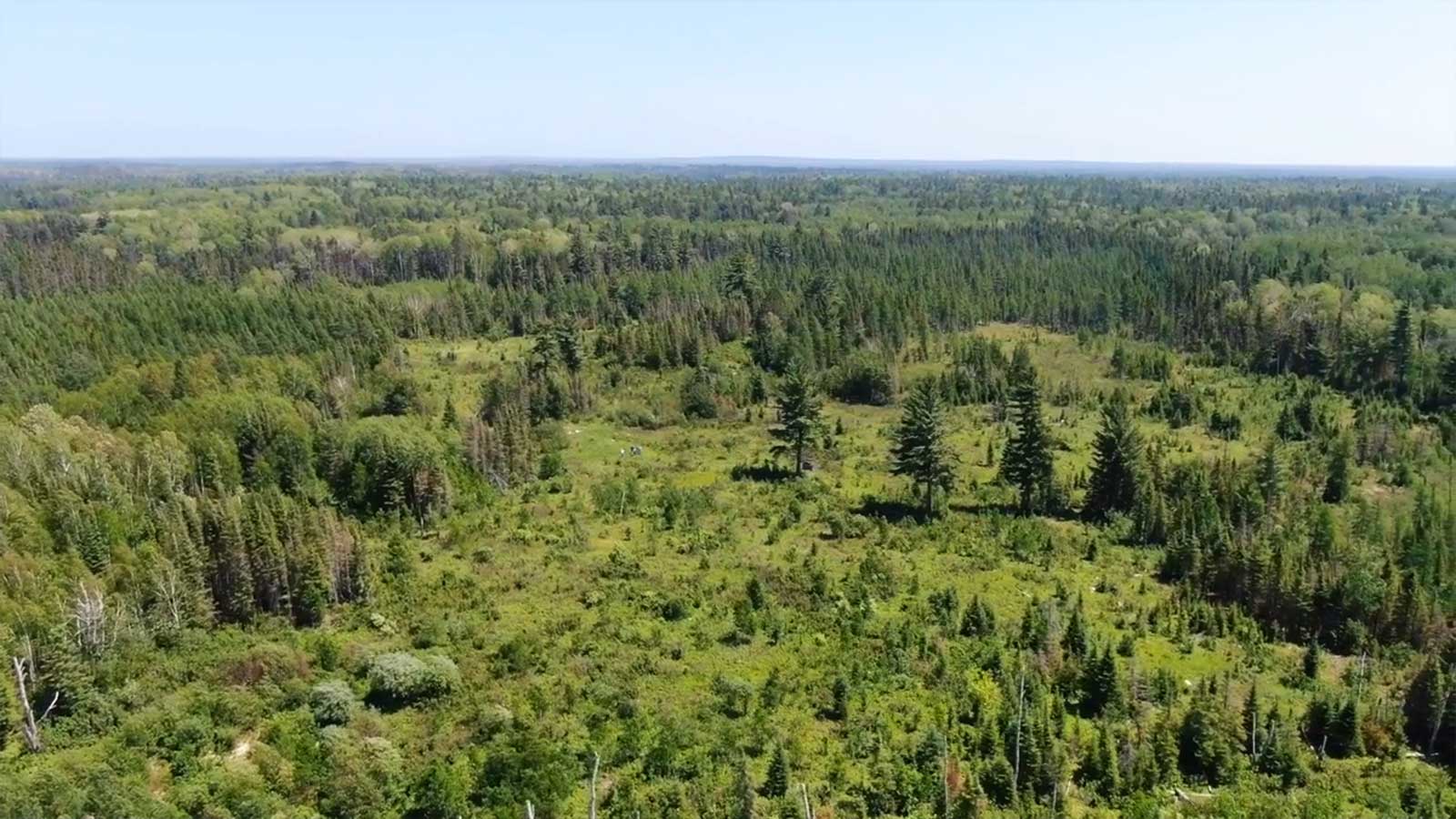 Aerial view of a dense, lush green forest with a variety of trees and uneven clearings after a recent helium discovery under a clear blue sky.