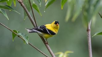 A small yellow bird with black wings and a black cap is perched on a branch surrounded by green leaves.